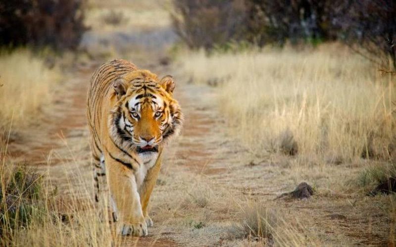 The tiger wanders in the Ajanta mountain range! | अजिंठा पर्वत रांगात वाघाची भटकंती!