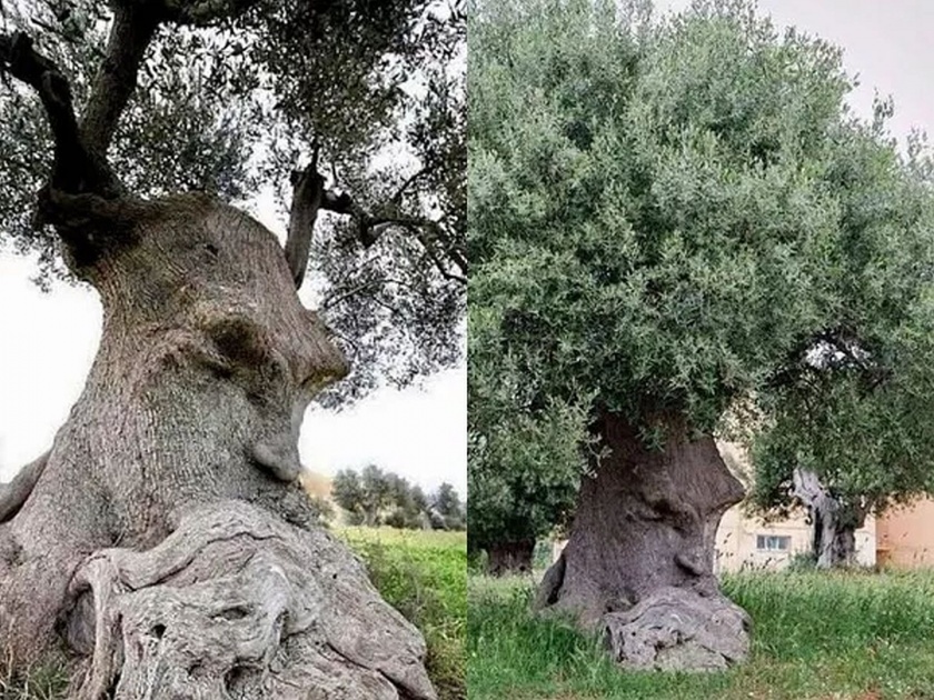 The thinking tree in Italy will blow your mind | काय सांगता! मनुष्याप्रमाणे 'विचार' करतं हे झाड, पण कसं रे भौ?