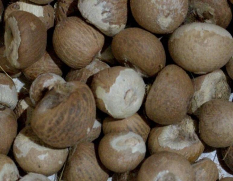 The order of the high court: Investigate the poor quality betel nuts import by the CBI | हायकोर्टाचा आदेश : निकृष्ट सुपारी आयातीचा सीबीआयमार्फत तपास करा