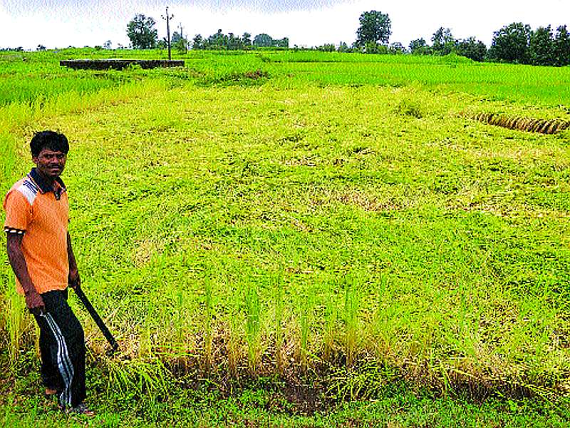 The farmers received compensation of Rs. 2 crore | शेतकऱ्यांना मिळाली ५७ कोटींची भरपाई