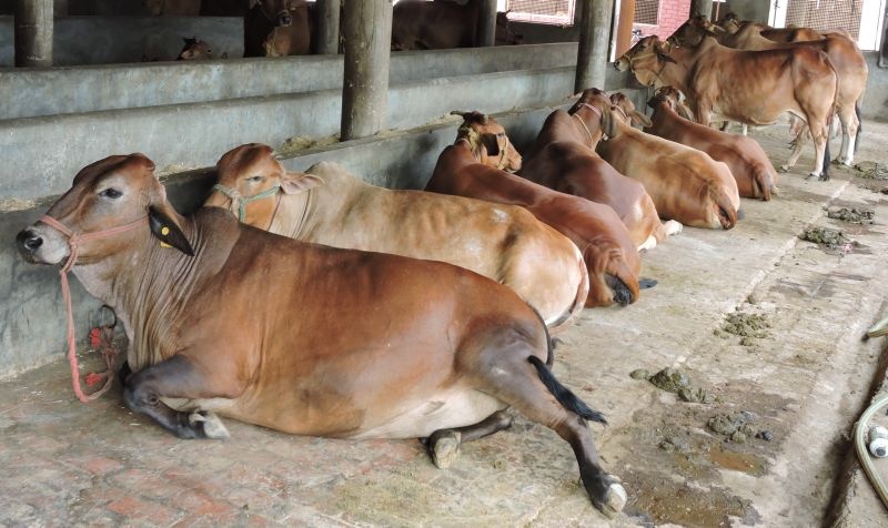 Lumpy skin disease in 151 animals in Gondia district | गोंदिया जिल्ह्यातील १५१ जनावरांना विषाणूजन्य आजार