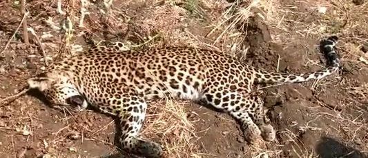Suspicious death of leopard in Yavatmal district | यवतमाळ जिल्ह्यातील माळेगाव शिवारात बिबट्याचा संशयास्पद मृत्यू