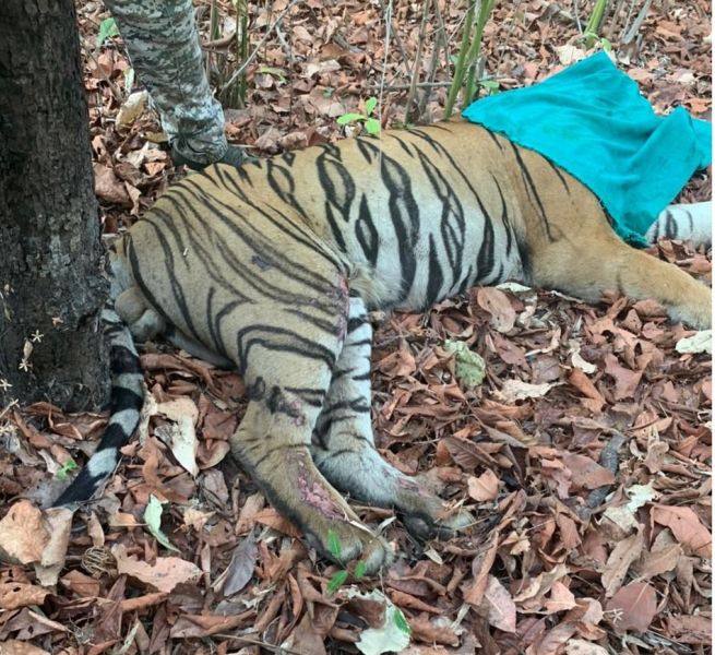 Injured tiger found in Tadoba forest; Departed for Nagpur for treatment | ताडोबाच्या जंगलात आढळला जखमी वाघ; उपचारासाठी नागपूरला रवाना