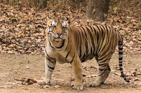 Wounded Tiger missing from Tipeshwar in Yavatmal district | यवतमाळ जिल्ह्यातील  टिपेश्वरमधून जखमी वाघ बेपत्ता