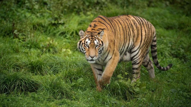 Fact in Maharashtra: 9 tigers hunting in 22 months | महाराष्ट्रातील वास्तव : २२ महिन्यांत ९ वाघांची शिकार