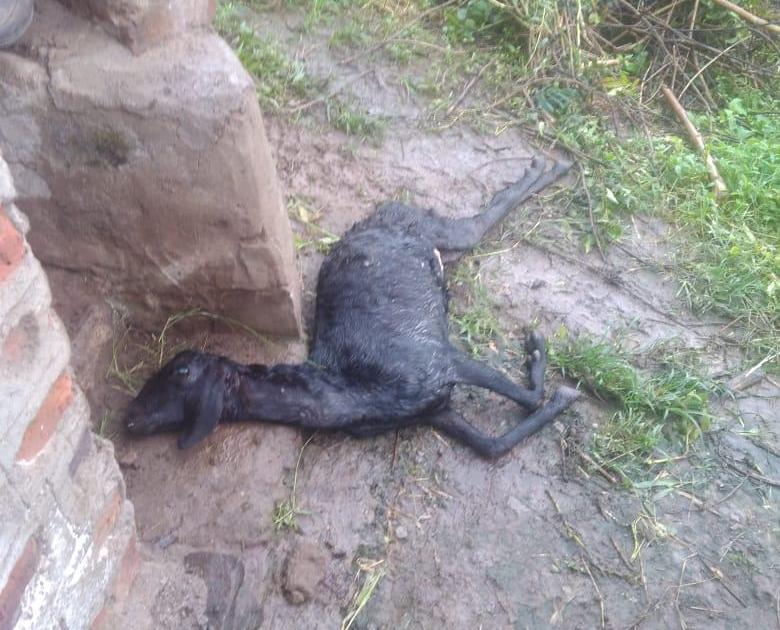 Pokarni attacked leopard goats, two criminals: The lamb disappeared | सांगली : पोखर्णीत बिबट्याचा शेळ्यांवर हल्ला, दोन दगावल्या : कोकरु गायब