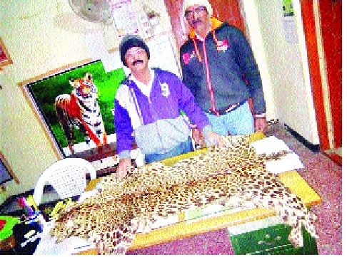 Sticks and sticks were seized with leopard skirts - Action taken in Patan taluka | बिबट्याच्या कातड्यासह नख्यांची तस्करी-एकास अटक : पाटण तालुक्यात कारवाई
