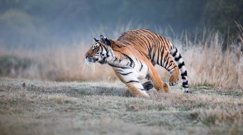 200 tigers in Tadoba will now be able to move more freely .. see how .. | ताडोबातील २०० वाघांना आता अधिक मोकळेपणाने फिरता येणार.. पहा कसे..
