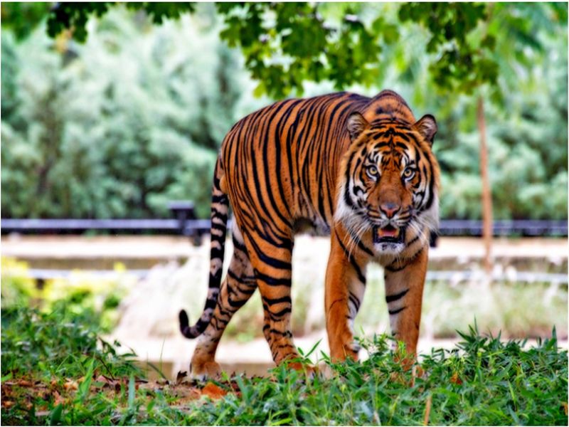 Melghat Tiger calculation in trouble | मेळघाटात व्याघ्र गणना अडचणीत, वनकर्मचारी संपाचा फटका; राष्ट्रीय व्याघ्र प्राधिकरणाची नाराजी