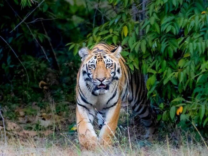 Sighting of a tiger in Sinhagad area of Pune Citizens should be alert | पुण्याच्या सिंहगड परिसरात वाघाचे दर्शन? नागरिकांनी सतर्क राहावे