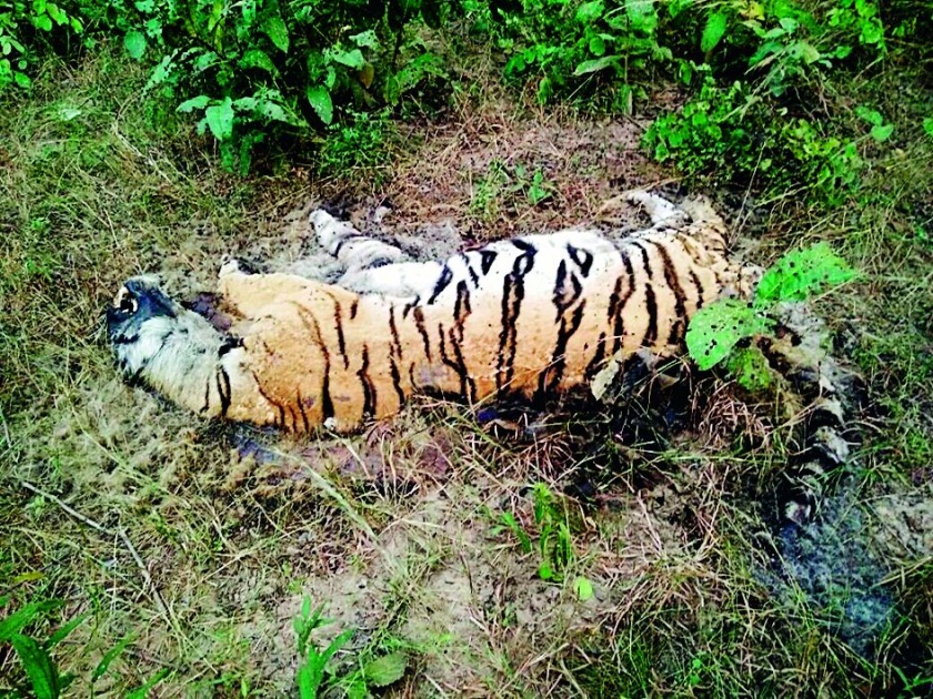Death of Tiger-Tigress in the Pawani forest of Nagpur region | नागपूर क्षेत्रातील पवनीच्या जंगलात वाघ-वाघिणीचा मृत्यू