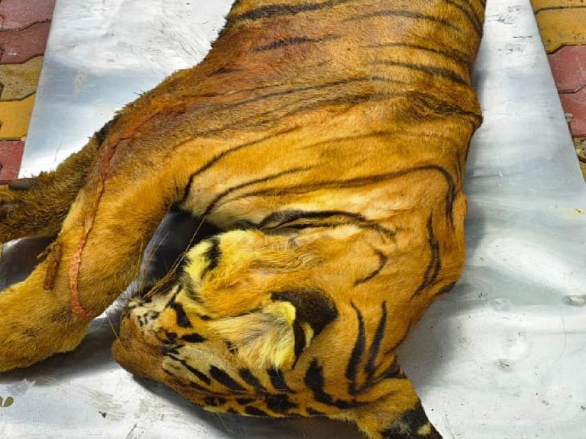 Finally the injured tiger died during the treatment | अखेर जखमी वाघाचा उपचारादरम्यान मृत्यू; जखमी अवस्थेत केले हाेते रेस्क्यू