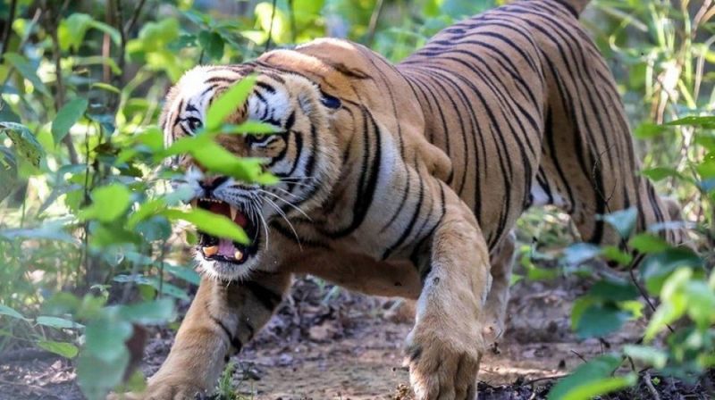 Well done! The boy rescued his father from the jaws of the tiger | भले शाब्बास! वाघाच्या जबड्यातून मुलाने केली वडिलांची सुटका