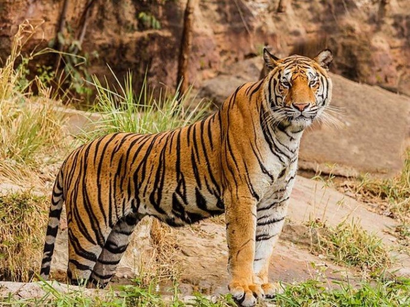 tourist and guide fined rs 51 thousand rupees for pelting stone at sleeping tiger | वाघाला दगड मारणं पडलं महागात, पर्यटकाला 51 हजारांचा दंड