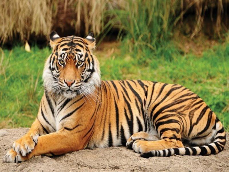 A tiger is not as timid as a leopard after coming in front of it Researchers reaction to the discussion of the sighting of a tiger | 'वाघ बिबट्यासारखा भित्रा नाही, समोर आल्यानंतर तो...' वाघ दिसल्याच्या चर्चेवर संशोधकांची प्रतिक्रिया