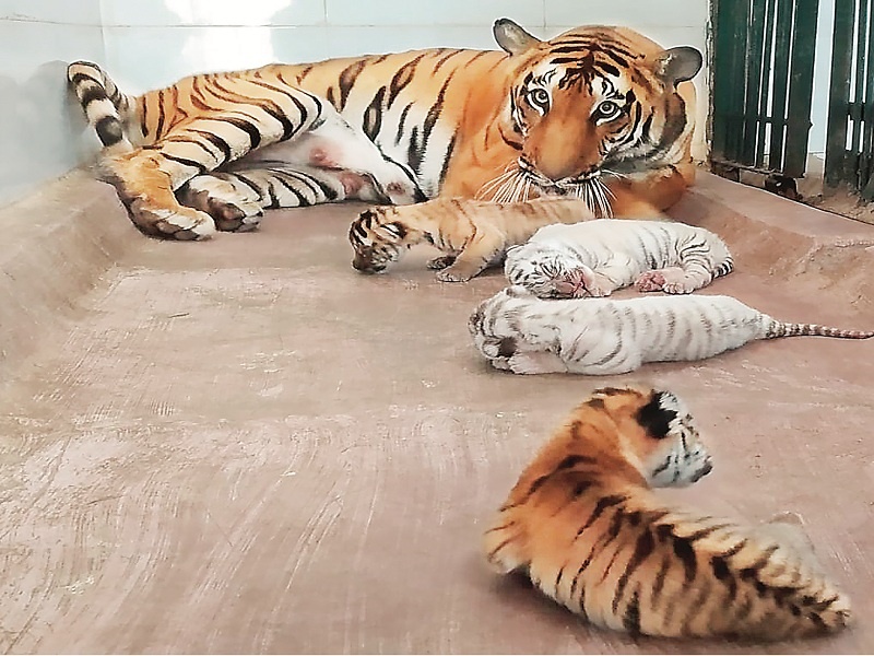 soon naming ceremony for Samruddhi's leopard cubs | नागरिकांकडून नावे मागवून ‘समृद्धी’च्या बछड्यांचा लवकरच नामकरण सोहळा