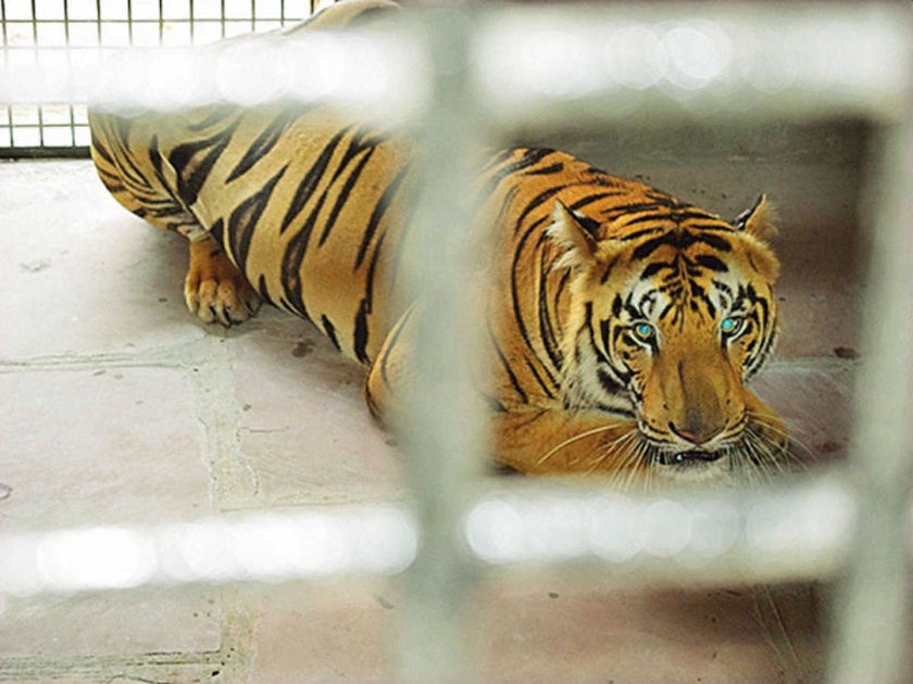tiger gets life behind bars for killing three humans | महाराष्ट्रातून गेलेल्या 'त्या' नरभक्षक वाघाला आजन्म कारावासाची शिक्षा