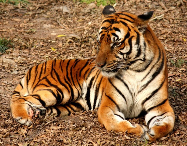 International Tiger Day: The number of tigers is increasing rapidly in Maharashtra | आंतरराष्ट्रीय व्याघ्र दिवस : 'महाराष्ट्रात जलद गतीने वाढतेय वाघांची संख्या'