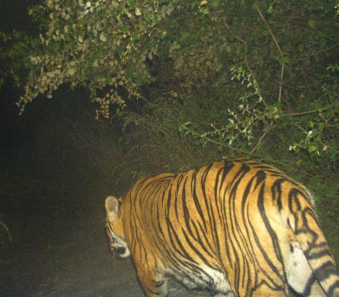 Alert Tiger To Butibori: A tiger's footmark found in Somthana village | सावधान वाघ बुटीबोरीकडे : सोमठाणा गावात मिळाले वाघाचे पगमार्क