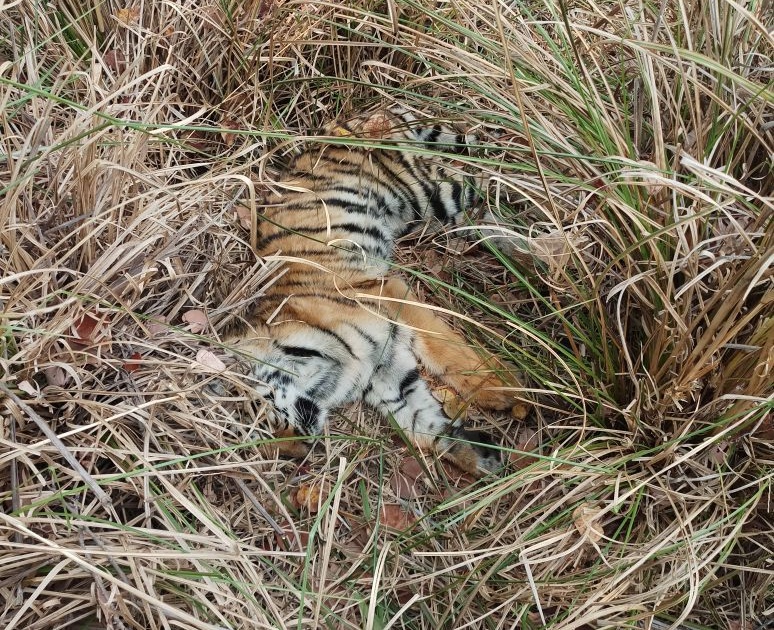  The death of a tiger; Goa's Abru is gone | वाघांचे मृत्यू; गोव्याची अब्रू गेली