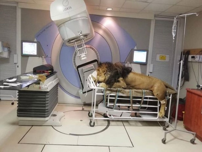 260kg lion gets first radiotherapy session to battle his skin cancer in south Africa | २६० किलो वजनाच्या सिंहाला कॅन्सर, माणसांच्या रूग्णालयात करण्यात आले उपचार