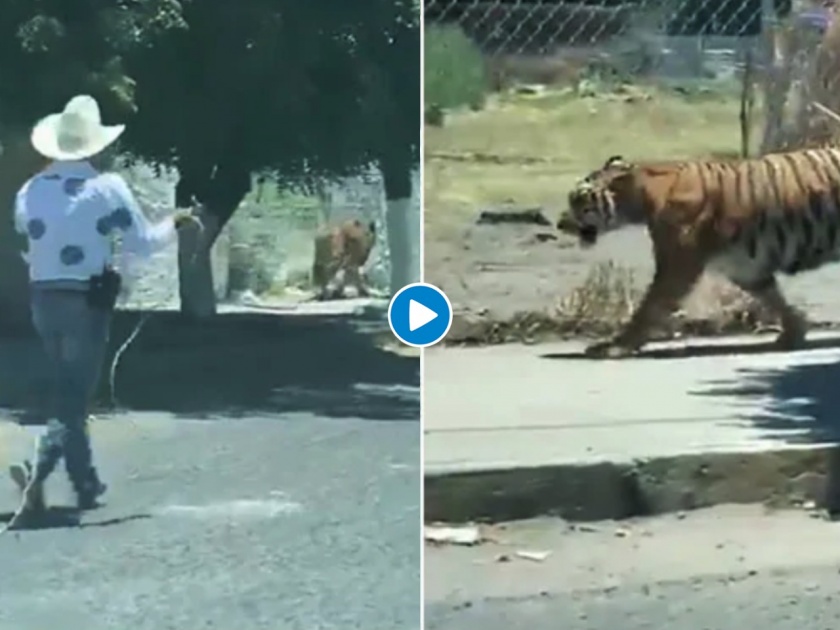 Tiger running on street and people were going to capture him video goes viral api | Video : वाघ रस्त्यावर चालत होता अन् त्याला पकडण्यासाठी मागून लोक आले, बघा पुढे काय झालं....