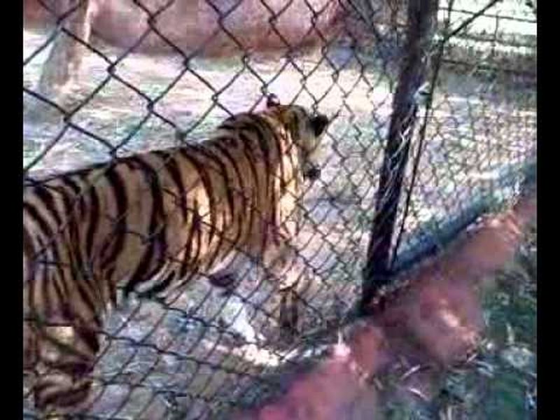 video : tiger comes out from jail in circus | #Video : जेव्हा चालु सर्कसमध्ये वाघ पिंजऱ्याबाहेर येतो! पाहा काय होतं असेल प्रेक्षकांचं ?