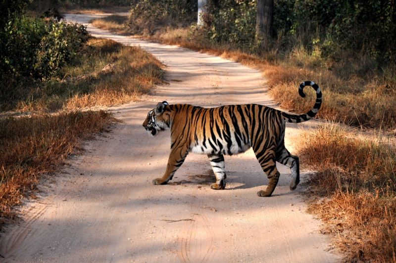 Useful to study tigers to prevent accidents of wildlife | वन्य प्राण्यांचे अपघात टाळण्यासाठी वाघांचा अभ्यास ठरणार उपयुक्त