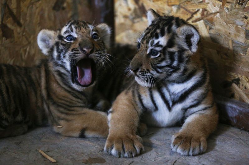 Forest Department expedition to find tiger cubs | वाघांच्या बछड्यांना शोधण्यासाठी वनविभागाची मोहीम