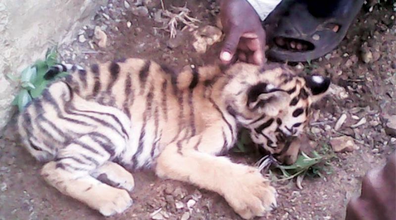 Fierce death threats with tiger | वाघासोबत झालेल्या झटापटीत छाव्याचा मृत्यू