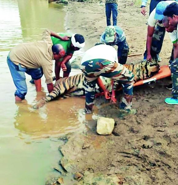 The 'death' of the injured tiger | ‘त्या’ जखमी वाघाचा अखेर मृत्यू