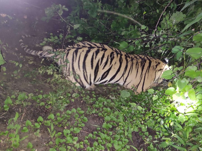 'That' tiger's death poisoned | 'त्या' वाघाचा मृत्यू विषबाधेने, शवविच्छेदनानंतर अंत्यसंस्कार
