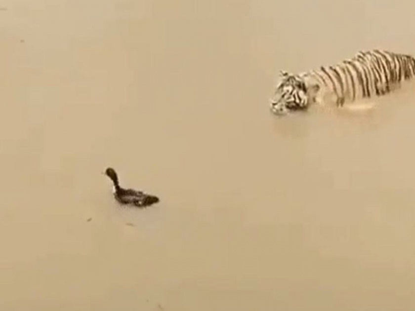Duck tiger video tiger attack on duck then what happened watch viral video | VIDEO : बदकाची शिकार करण्यासाठी पाण्यात शिरला वाघ, बघा मग काय झालं...