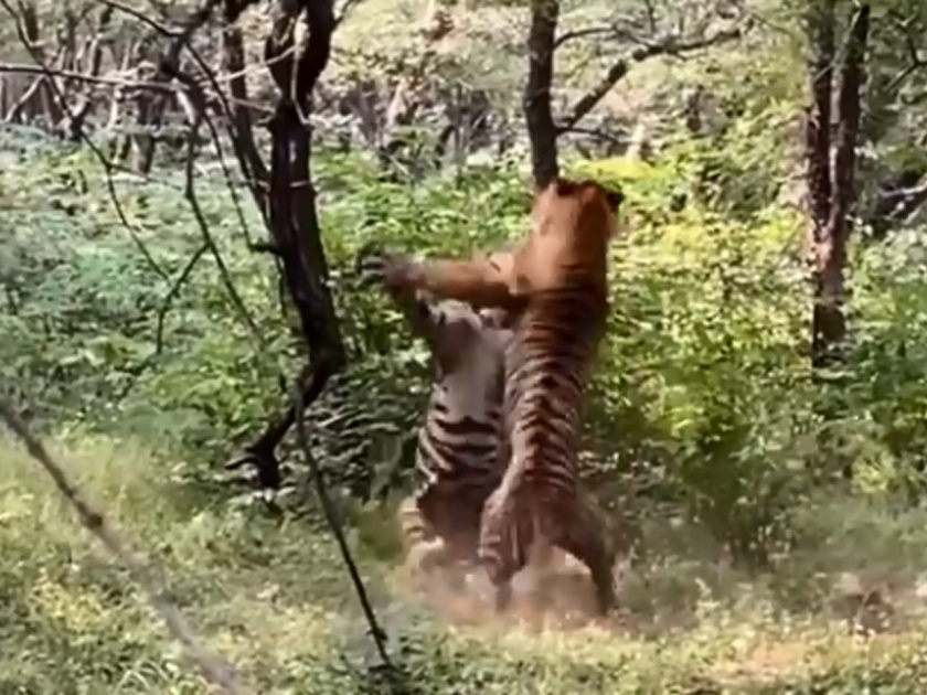 Two ranthambore tigers fight video viral on social media | वाघ बंधूंना आवडली नूर; पण भांडण पाहून 'ती' गेली दूर