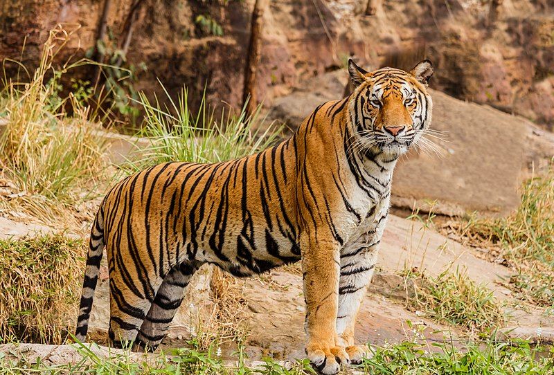 women saves friend from tiger attack awarded by chief minister pushkar singh dhami | रणरागिणी! वाघाचा महिलेवर प्राणघातक हल्ला; मैत्रिणींनी दाखवली हिंमत, वाचवला जीव