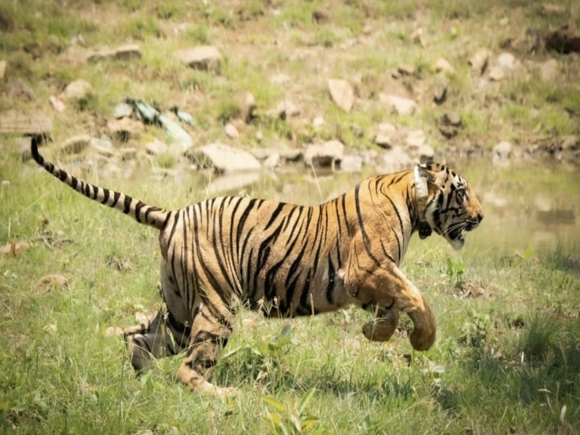 Vidarbha is the tiger capital of the world; Arrival of two new guests in Navegaon project | विदर्भ हे जगाचे टायगर कॅपिटल; नवेगाव प्रकल्पात दाेन नव्या पाहुण्यांचे आगमन
