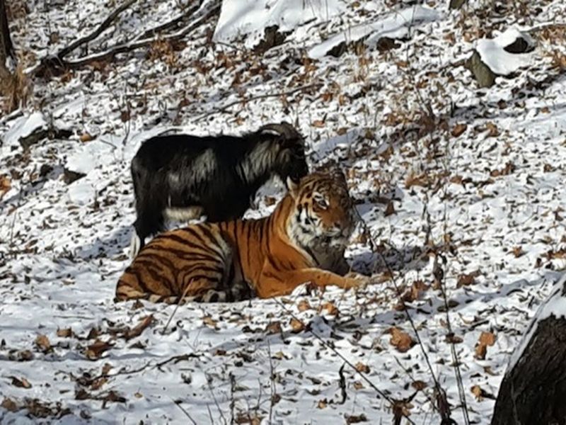 Shocking friendship between a tiger and a goat now goes to break | वाघ आणि बकरीची जगप्रसिद्ध मैत्री तुटणार, लोकांचा विरोध!