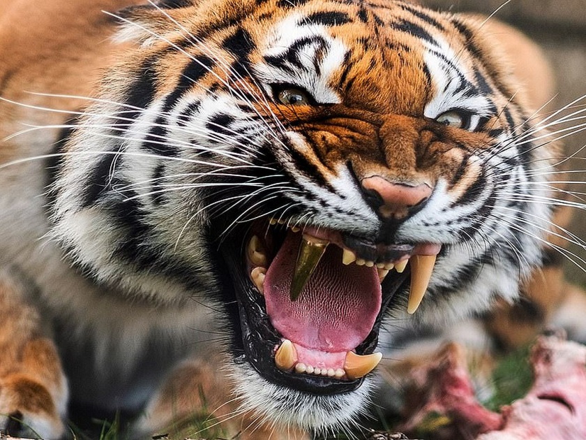 Tiger Cara who cracked her tooth is fitted with a golden replacement in Germany | ...म्हणून वाघिणीला बसवला सोन्याचा दात, आता सतत हसत असल्यासारखी दिसते!