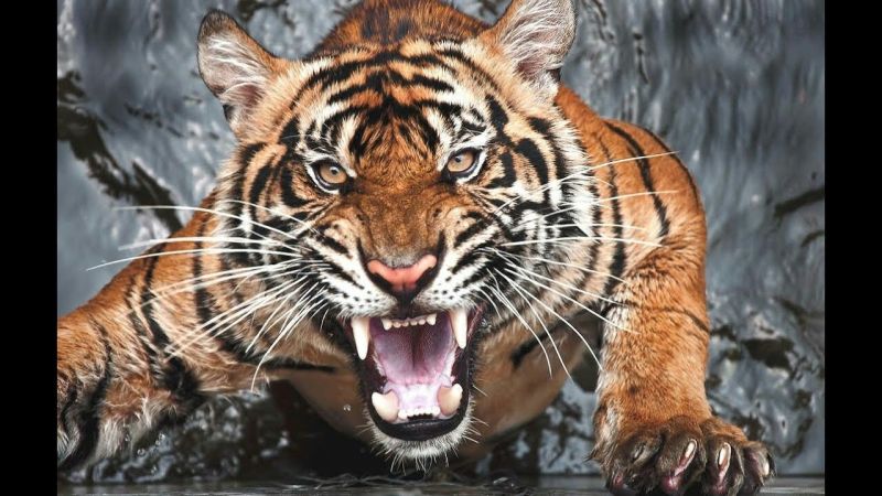 60 incidents of tiger attacks in Vidarbha in nine months | विदर्भात नऊ महिन्यांत वाघ हल्ल्याच्या ६० घटना