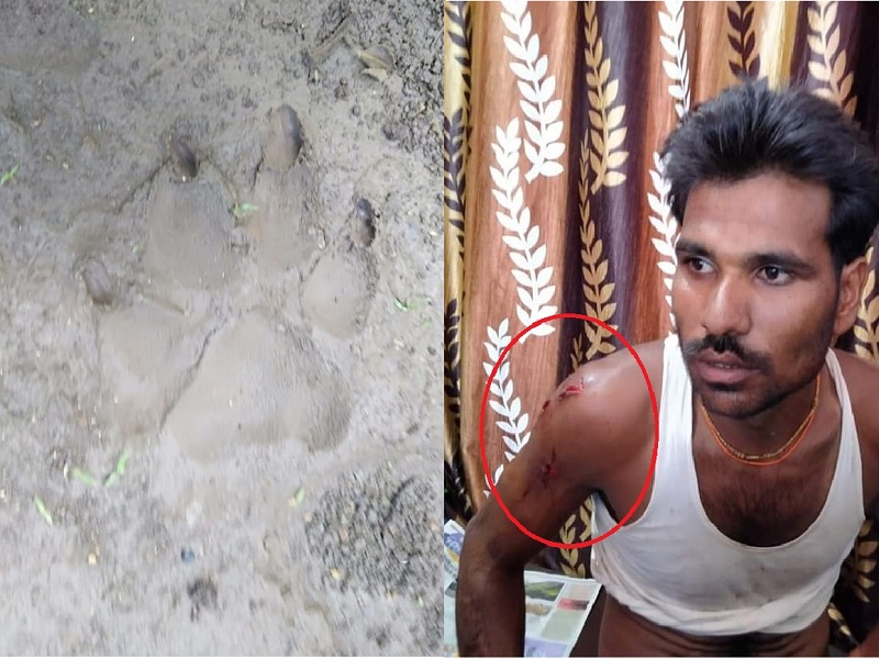 Tiger appeared in Marathwada after 20 years; An attack on five farmers in Hingoli districts Sengaon | मराठवाड्यात २२ वर्षांनी दिसला वाघोबा; पाच शेतकऱ्यांवर केला हल्ला