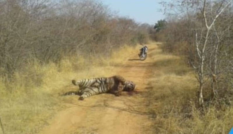 Refuse to show mercy to tiger hunters | वाघाची शिकार करणाऱ्यावर दया दाखवण्यास नकार