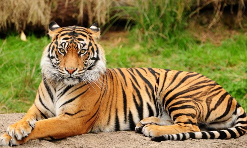 Increasing the tiger, where the forest is? | वाघ वाढतायेत, जंगल कुठे आहे?