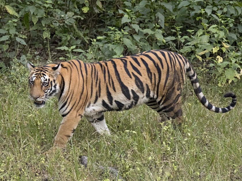 Tiger terror in villages near Kondhali in Nagpur district | नागपूर  जिल्ह्यातील कोंढाळीलगतच्या गावांमध्ये वाघाची दहशत