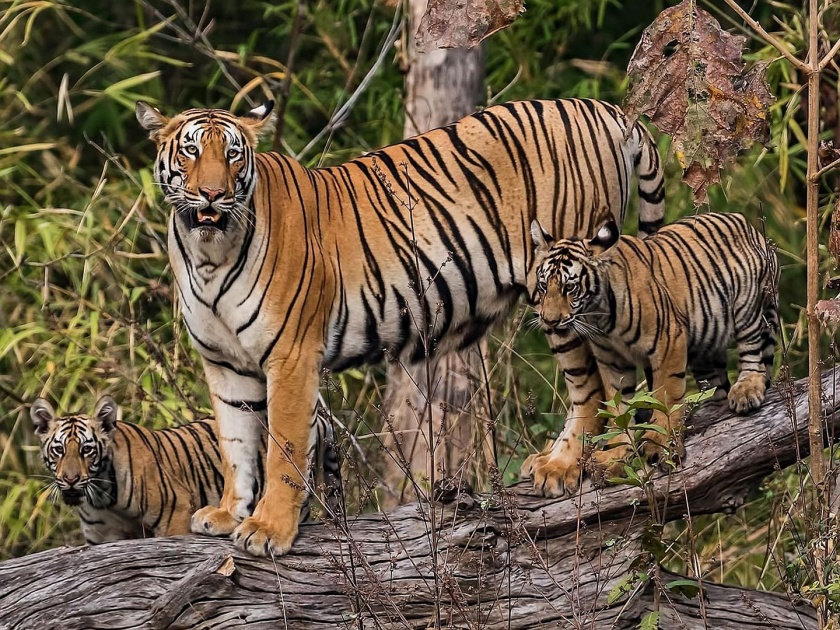population of tigers increases in maharashtra and madhya pradesh | महाराष्ट्रासह मध्यप्रदेशात वाघांच्या संख्येत वाढ