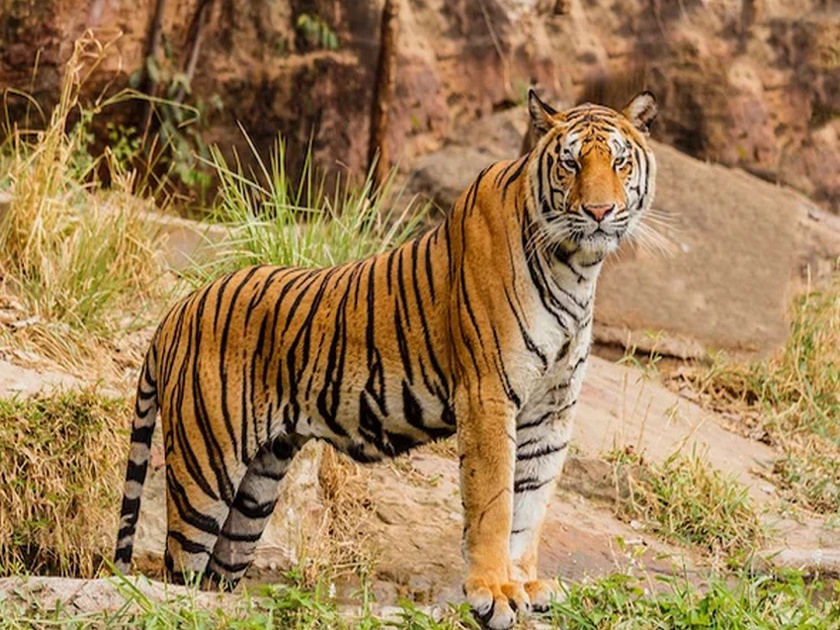 Tiger entered in Uttar pradesh's two village, people not going out for toilet | प्रशासनाला जे जमलं नाही ते वाघानं करुन दाखवलं; दोन गावं झाली एका झटक्यात हागणदारीमुक्त...