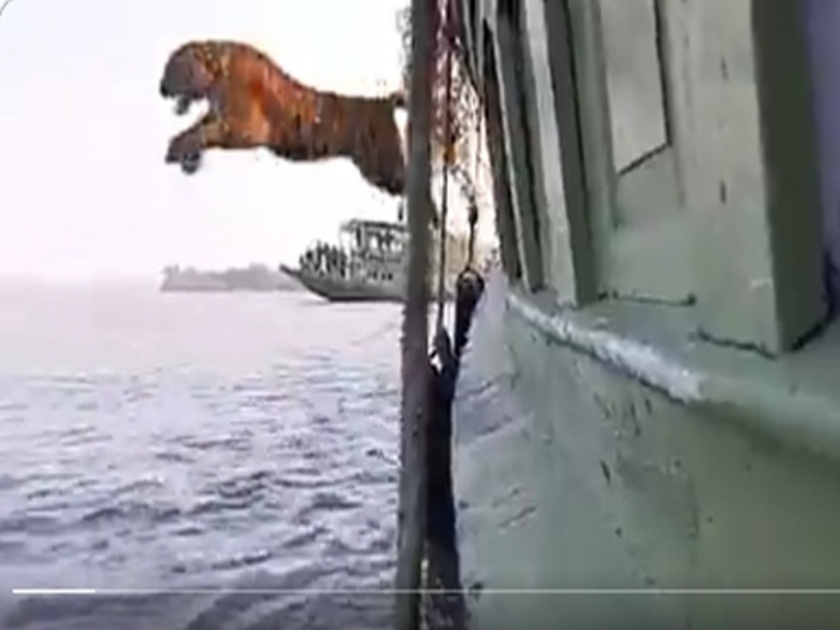 Video : Tiger jumps into water from a moving boat watch video | Tiger Video: चालत्या बोटमधून वाघाने मारली खतरनाक उडी, बघून थक्क व्हाल