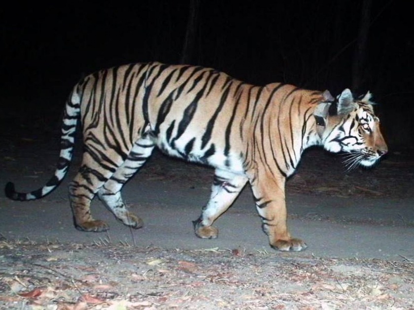 Tiger in Khamgaon: Tiger terror in Khamgaon, Forest Department's betting efforts | Tiger in Khamgaon: खामगावात वाघाची दहशत, वनविभागाचे शर्थीचे प्रयत्न