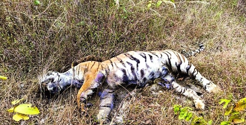 Tigress and two calves were killed due to poisoning | विषप्रयोगाने वाघिण व दोन बछड्यांचा गेला बळी