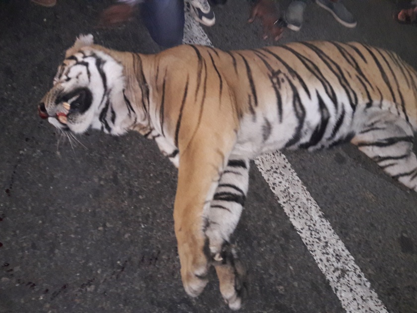 Death of a tigress by vehicle dashed on the Amravati road near Nagpur | नागपूरनजीक अमरावती मार्गावर वाहनाच्या धडकेत वाघिणीचा मृत्यू