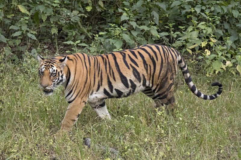 Extensive thinking will have to be done for artificial migration of tigers | वाघांच्या कृत्रिम स्थलांतरणासाठी करावा लागणार व्यापक विचार